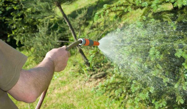 در فصل بهار و تابستان درختان را چگونه باید آبیاری کرد؟