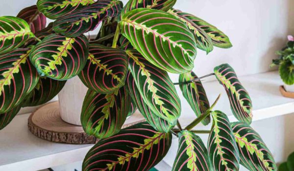 آشنایی با مارانتا لوکونورا «گیاه نیایش یا نماز»