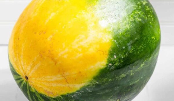 چگونه می توان تشخیص داد که هندوانه خوب و شیرین است؟