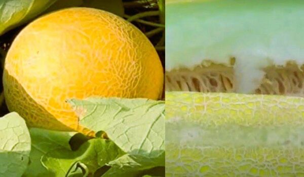 تشخیص خربزه شیرین و رسیده از خربزه کال و نارس