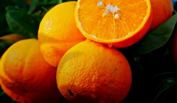 تشخیص پرتقال شیرین و آبدار