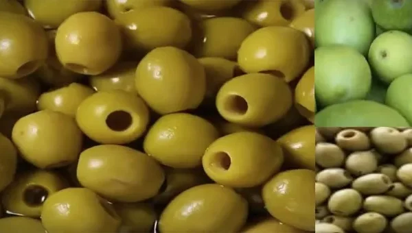 شیرین کردن و گرفتن تلخی زیتون